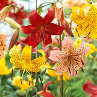 Garden State žarulja Tiger Lily Miješane žarulje cvijeća