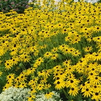 Van Sieverden Rudbeckia Goldstrum skup korijena biljke je žut, otporan na sunčevu svjetlost i Jelene.
