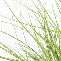 Bolji domovi i vrtovi 1,5 g zelene trave miscanthus žive biljke