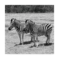 Zaštitni znak likovna umjetnost 'Dvije sive zebre' platno umjetnost od strane nevjerice