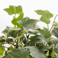 Stručni vrtlar pint Green English Ivy Godišnja biljka uživo 6 broja s uzgajivačem