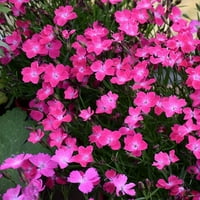 Bolji domovi i vrtovi-2. Višegodišnji ružičasti Dianthus Cahori-žive biljke